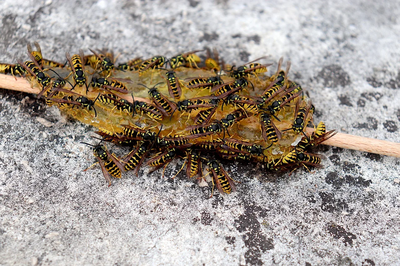 Calabroni in giardino: il rimedio naturale che quasi nessuno conosce li tiene lontani per tutta l'estate2026-04-27T16:17:13.401Z"